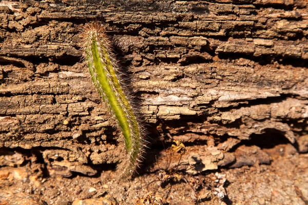 Cactus Solitaire Dans Sol Aride — Photo