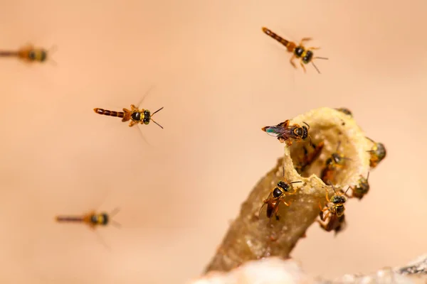 Colonia Tetragonisca Angustula Abejas Jatai Vuelo — Foto de Stock