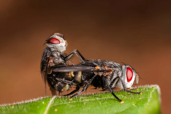 Coppia Mosche Foglia — Foto Stock