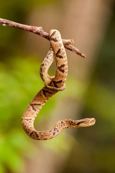 Bothrops Jararaca Een Twijgje — Stockfoto