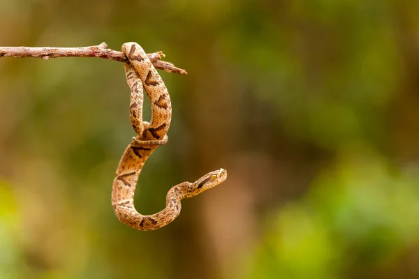 Bothrops Jararaca Una Ramita — Foto de Stock