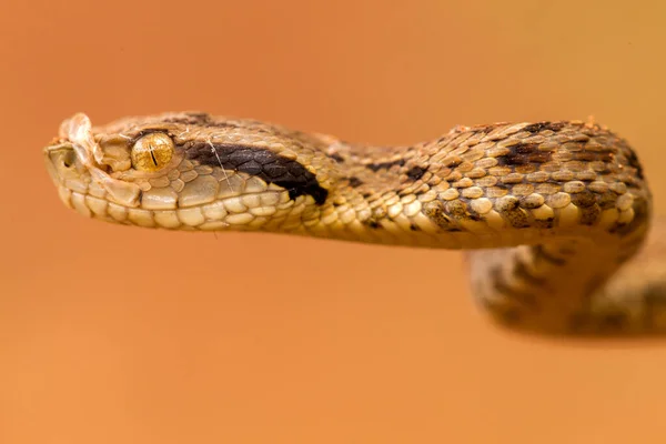 Bothrops Jararaca Dichtbij Zeer Gedetailleerd — Stockfoto