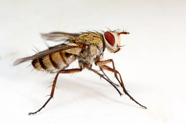 House Fly Fehér Háttér Nagy Részletességgel — Stock Fotó