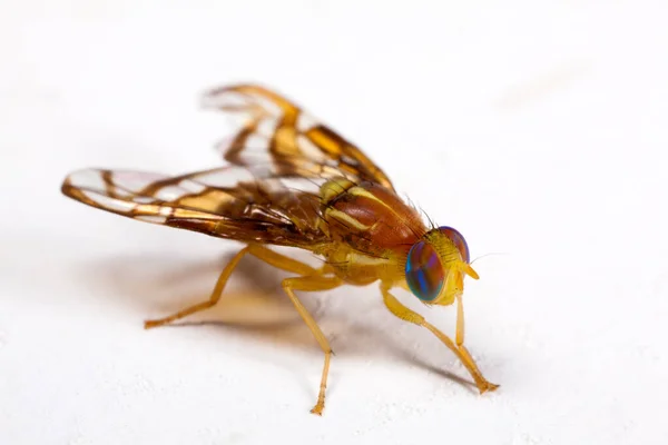 Mosca Fruta Fondo Blanco Alto Detalle —  Fotos de Stock