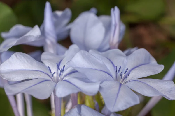 Plumbago Auriculata Niebieskie Plumbago Cape Plumbago Lub Cape Leadwort Szczegóły — Zdjęcie stockowe