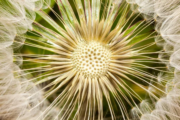 Detalles Cabeza Semilla Diente León Taraxacum Officinale — Foto de Stock