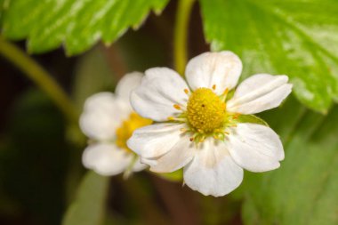 Beyaz Bahçe Çilek Çiçeği - beyaz taç yaprakları çiçekler ve yeşil yapraklar