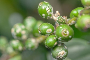Coffee bean green fruits closeup with cochineal plague - not mature - Coffea arabica clipart