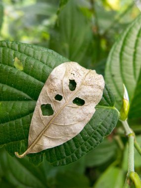 Vegetal leaf looking like a angry face - pareidolia clipart