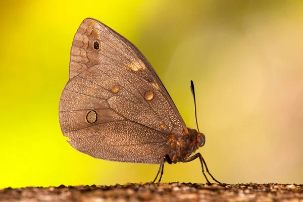 Butterfly Trunk Tree Yellow Blur Background — Stock Photo, Image