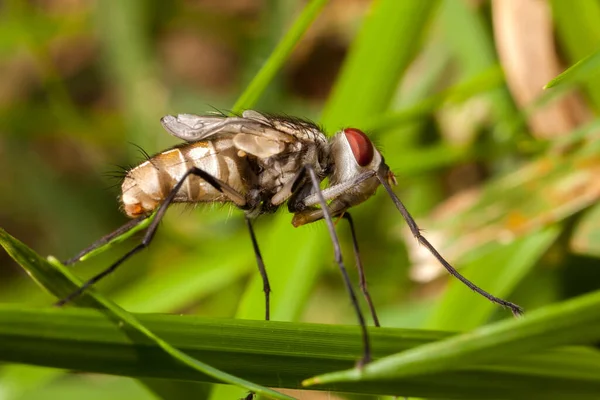 Junge Stubenfliege Mit Geschlossenen Flügeln Stubenfliege Baby — Stockfoto