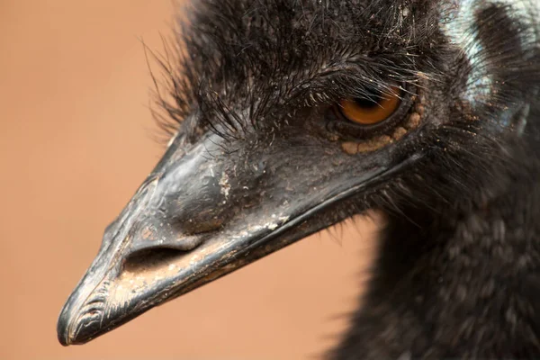 Większe Rhea Americana Zbliżenie — Zdjęcie stockowe