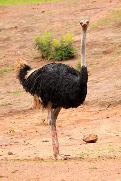 Struś Gminna Struthio Camelus — Zdjęcie stockowe