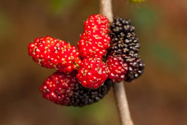 Amora Preta Madura Amadurecendo Frutos Verdes Não Maduros Árvore — Fotografia de Stock