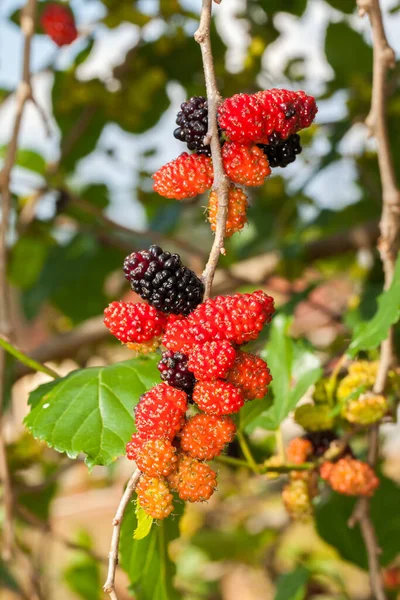 黑莓成熟 树上未成熟的绿色果实 — 图库照片