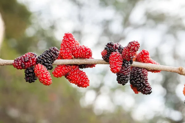 黑莓成熟 树上未成熟的绿色果实 — 图库照片