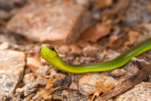 无伤大雅的绿蛇特写在地上 — 图库照片