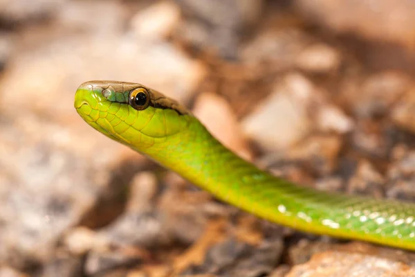 Onschadelijke Onaantastbare Groene Slang Close Grond — Stockfoto