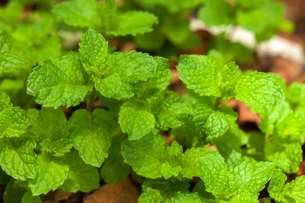 Spearmint Leaves Garden Mint Mentha — Stock Photo, Image