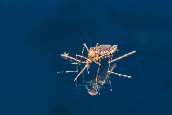 Vuxen Mygga Över Vatten Nyfödd Insekt Diptera Flyga — Stockfoto