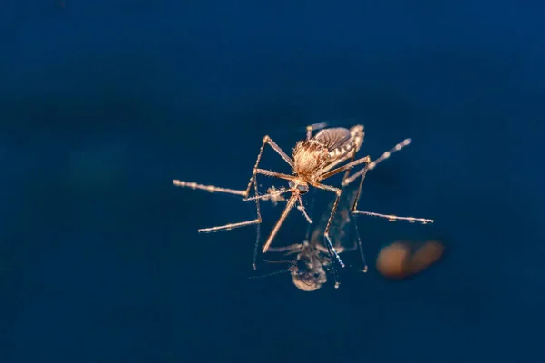 Vuxen Mygga Över Vatten Nyfödd Insekt Diptera Flyga — Stockfoto