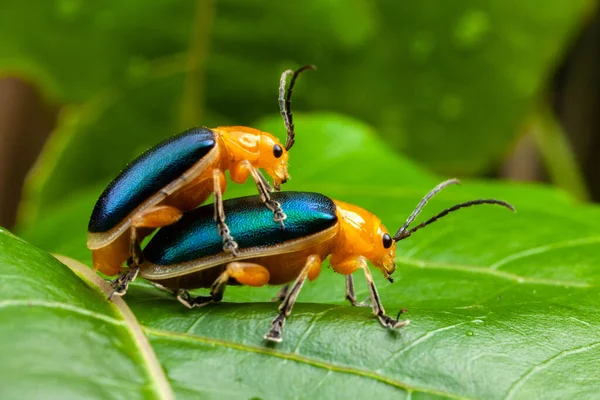 Shining Flea Beetle Asphaera Lustrans Para Uprawiająca Seks Liściu — Zdjęcie stockowe