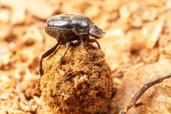 Besouro Escaravelho Muito Pequeno Scarabaeidae Inseto Coprofage Natureza — Fotografia de Stock