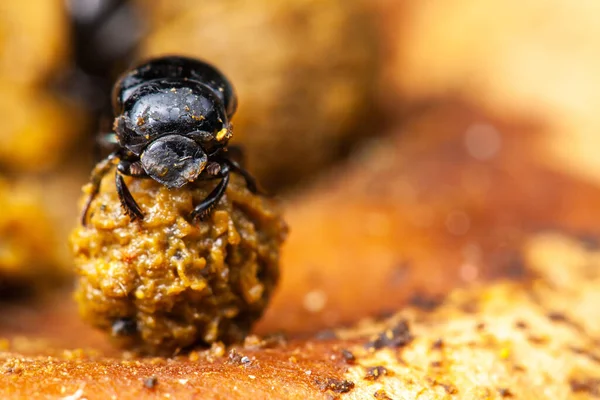 Nagyon Kicsi Szkarabeusz Bogár Szkarabeeidák Koprophage Bug Természetben — Stock Fotó