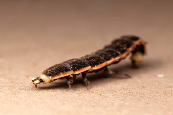 Lampyridae Firefly Larwy Młody Owad Chrząszcz — Zdjęcie stockowe