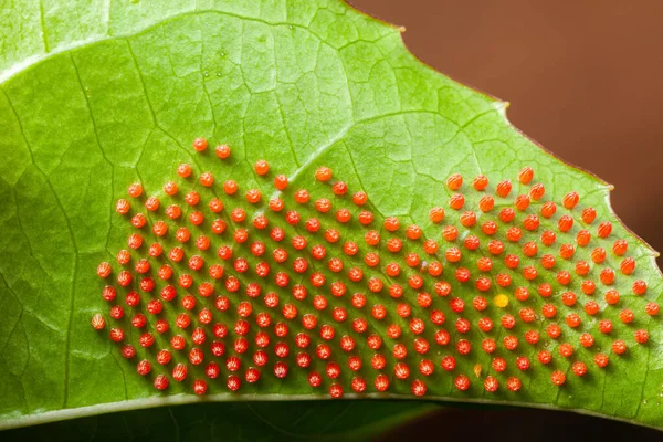 Dione Juno Caterpillar Butterfly Eggs Passionfruit Leaf High Magnification — Stock Photo, Image