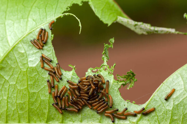 Dione juno caterpillar on passionfruit leaf