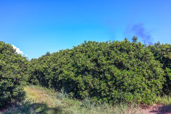 Orangeraie Brésil Fruits Mûrs — Photo