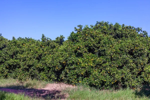 Naranja Brasil Frutas Maduras —  Fotos de Stock