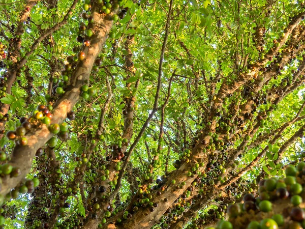 Bagajında bir sürü yeşil meyve olan Jaboticaba Brezilya ağacı.