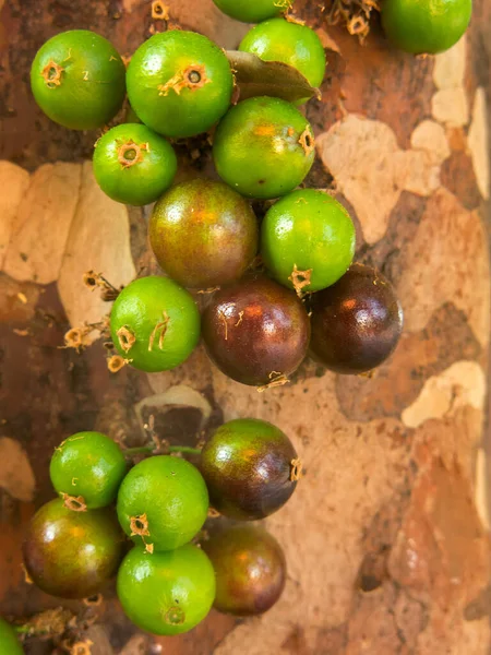Jaboticaba Brazylijskie Drzewo Dużą Ilością Zielonych Owoców Pniu — Zdjęcie stockowe