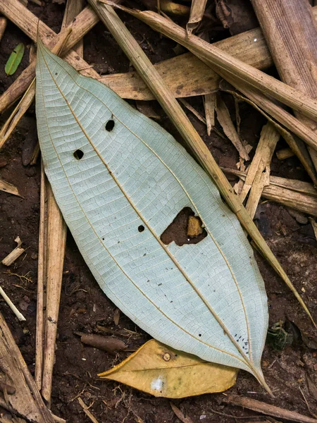 Mutlu bir yüz gibi görünen dana yaprağı - pareidolia