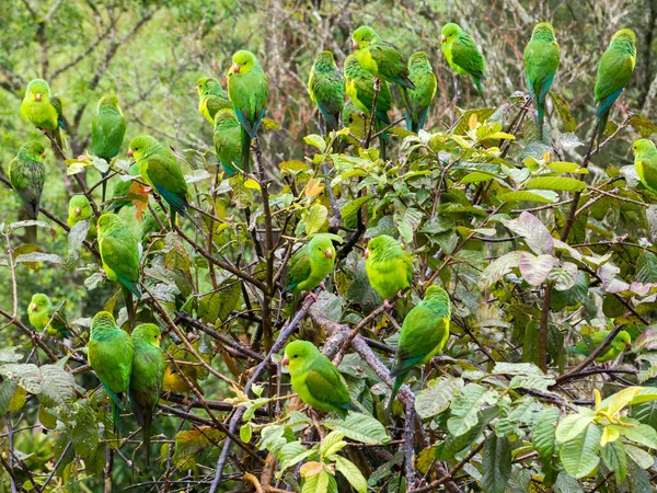Δέντρο Γεμάτο Παπαγάλους Στη Βραζιλία — Φωτογραφία Αρχείου