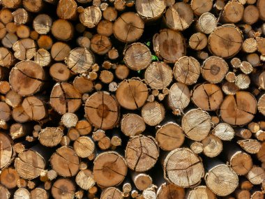 Eucalyptus fire wood trunk piled up texture - pattern clipart