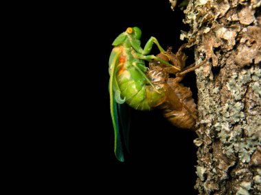 Molting Cicada young insect clipart