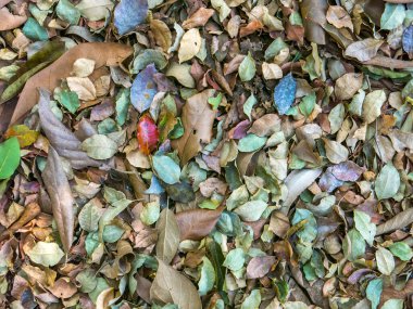 Çok renkli yaprak deseni soyut