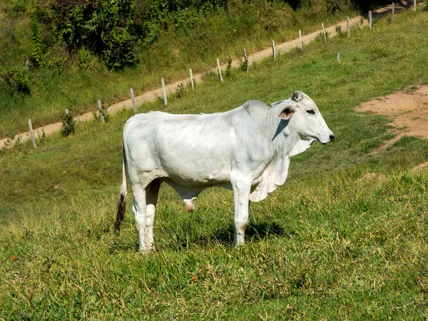 緑の牧草地の白い牛 牛の飼育 — ストック写真