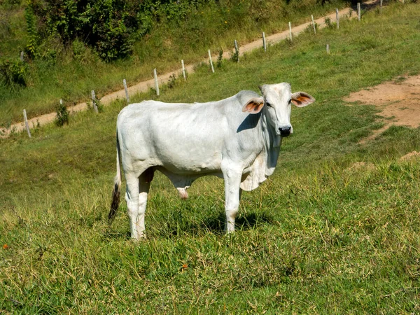 White Green Pasture Bull Livestock Cattle Raising — Stock Photo, Image