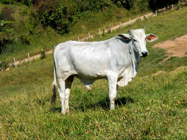 Buey Blanco Pastizales Verdes Toro Ganado Ganadería — Foto de Stock