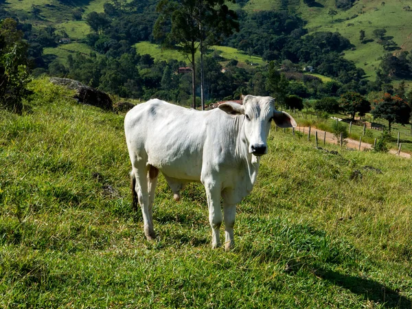 Buey Blanco Pastizales Verdes Toro Ganado Ganadería — Foto de Stock
