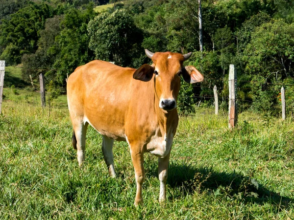 Bue Bruno Pascolo Verde Toro Bestiame Allevamento Bovino — Foto Stock