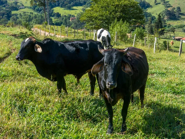 Buoi Pascolo Tori Bestiame Allevamento Bovino — Foto Stock