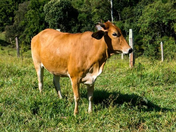 Bue Bruno Pascolo Verde Toro Bestiame Allevamento Bovino — Foto Stock