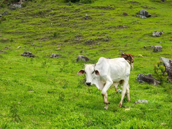 Bue Bianco Pascolo Toro Bestiame Allevamento Bovino — Foto Stock