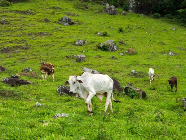 Bue Bianco Pascolo Toro Bestiame Allevamento Bovino — Foto Stock