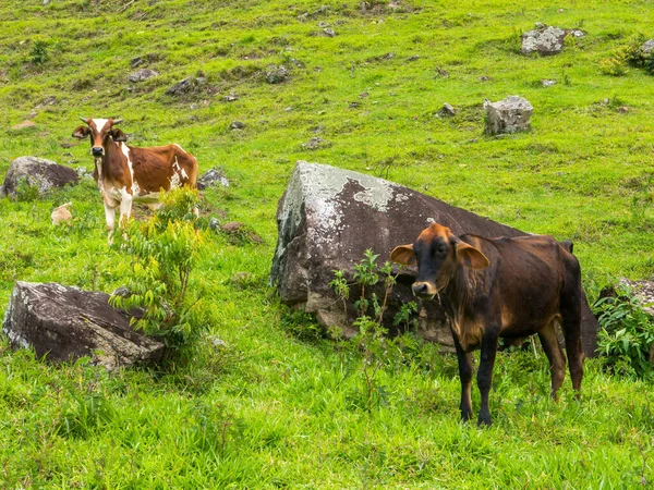 Buoi Pascolo Tori Bestiame Allevamento Bovino — Foto Stock